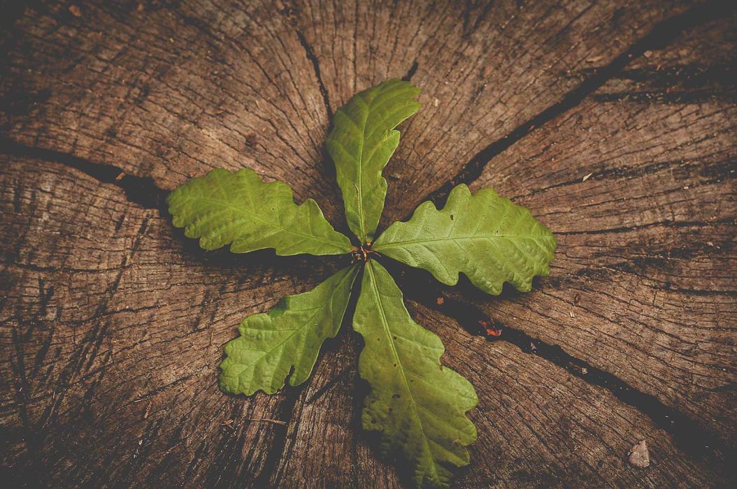 Holzworth_Succession Planning